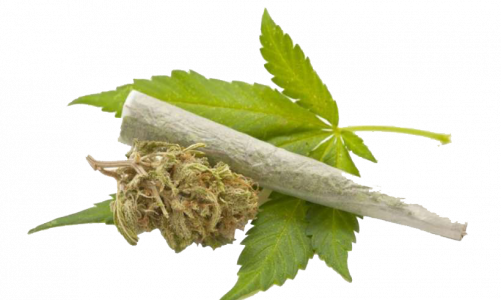 Your One-Stop Shop for All Your Weed Needs – Buy My Weed Online