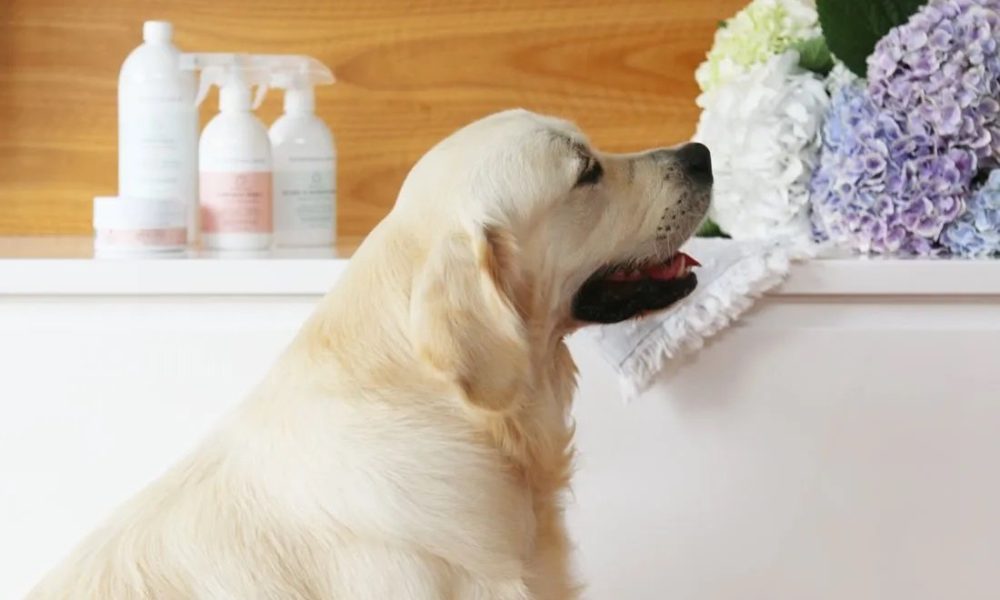 How to Keep Your Home Clean with Your Pooch's Help?