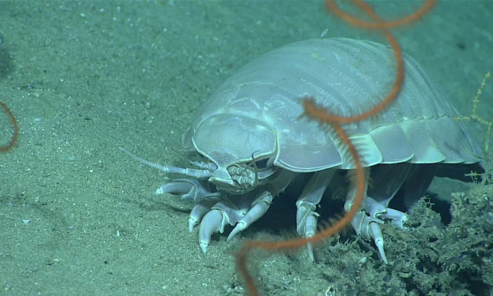 Top Quality Isopods for Sale: Enhance Your Bioactive Enclosure Today